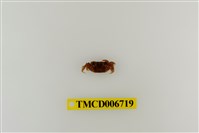 藏品(斑點擬相手蟹)的圖片